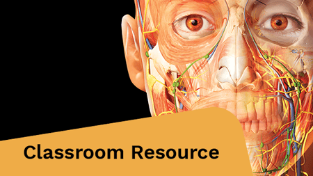 3D model of the human anatomy.