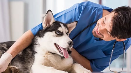 veterinary professional with black and white dog
