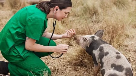 veterinary professional examining an animal