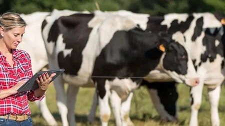 agricultural professional using a tablet computer while standing in a field with cows