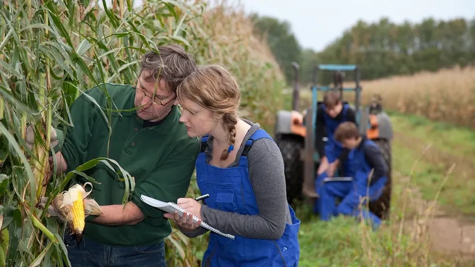 agricultural professionals examining corn crops