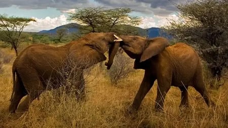 Two elephants fighting on the plains