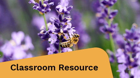 A bee resting on a lavender plant.