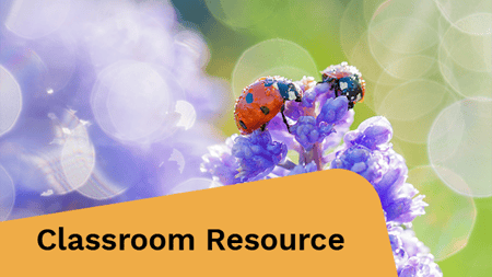 A ladybug is resting on spring flowers in a meadow.
