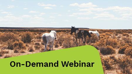 Horses grazing in a vibrant field.