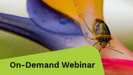 Insect on a colorful plant.