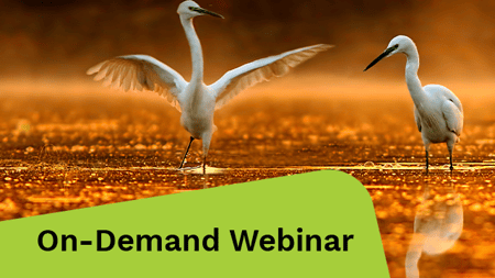 Dance of a little egret bird in the early morning.