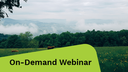 Herd of cows on grass.