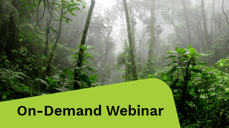 Rainforest during a foggy day.