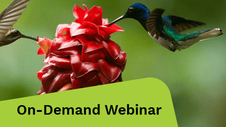 A Golden-Tailed Sapphire Hummingbird is seen about to extract nectar from a yellow and red flower. 