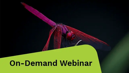 Close-up photography of red dragon fly.