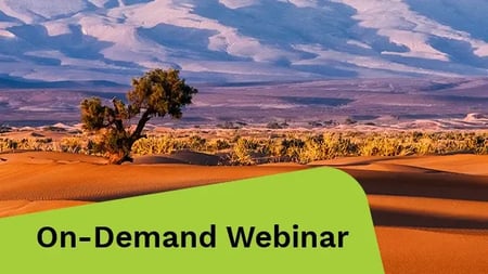 A tree in a desert field located in Morocco.
