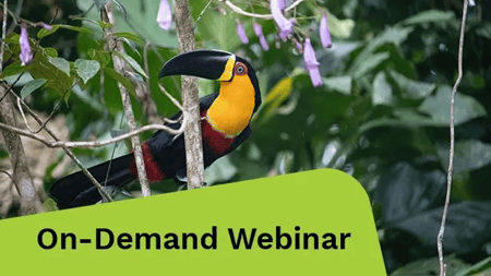 A toucan with a large black beak and vibrant yellow, orange, and red plumage perches on a branch surrounded by green leaves and purple flowers.