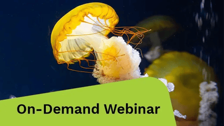 Close-up of jellyfish swimming.