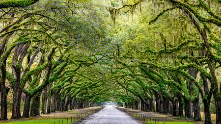 Scenic Oaks covered with spanish moss road valley in Georgia